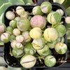 Variegated String of Pearls