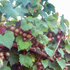 Grape 'Carlos' (Vitis rotundifolia 'Carlos')