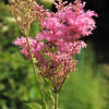 10 QUEEN Of THE PRAIRIE Pink Meadowsweet Filipendula Rubra Flower Seeds