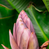 Banana 'Dwarf Cavendish' (Musa acuminata)
