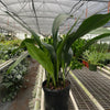 Aspidistra 'Cast Iron'