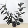Ficus Elastica 'Burgundy'