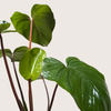 Homalomena 'Emerald Gem'