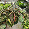 Maranta 'Red Prayer'