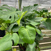 Monstera 'Split-Leaf'