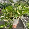 Pothos 'Mutant Manjula'