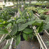 Monstera 'Peru'