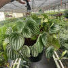 Peperomia 'Watermelon Variegated'
