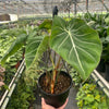 Philodendron 'Gloriosum'