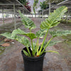 Philodendron 'Variegated Ring of Fire '
