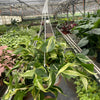 Philodendron 'Silver Stripe'