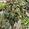 Philodendron 'Velvet'