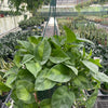 Pothos Global Green