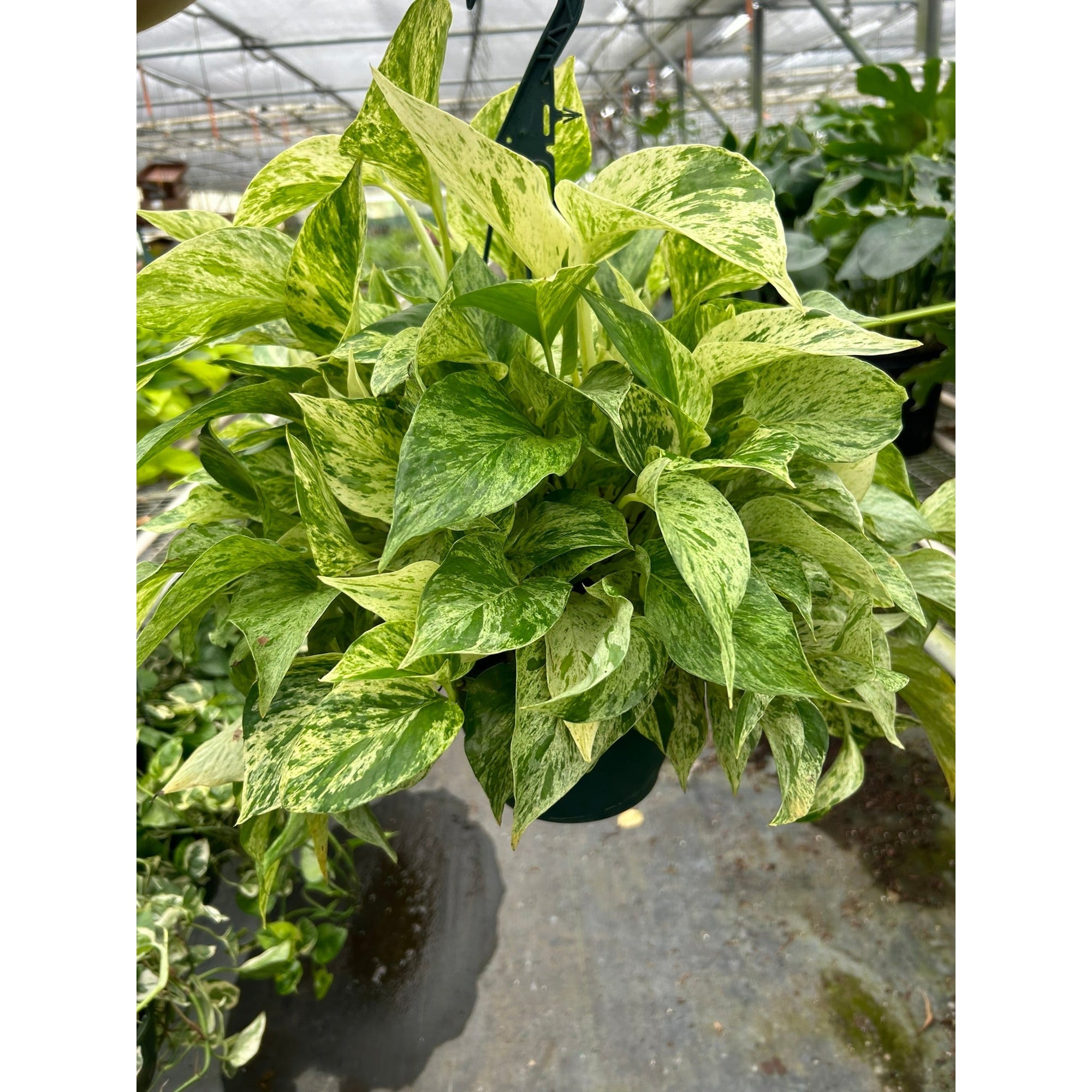 Pothos 'Marble Queen'