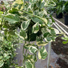 Pothos 'N'joy'