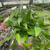Pothos 'Skeleton Key'