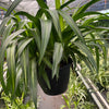 Spider Plant 'Hawaiian'
