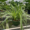 Spider Plant 'Reverse'