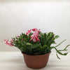 Zygocactus 'Christmas Cactus'