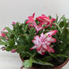 Zygocactus 'Christmas Cactus'