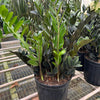 ZZ Zamioculcas 'Black Queen'