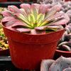 Aeonium Mardi Gras