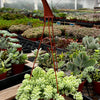 Sedum Donkey's Tail