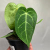 Anthurium Magnificum