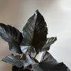Alocasia Antoro Velvet