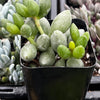 Adromischus Oviforme