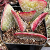 Adromischus Triflorus Calico Hearts