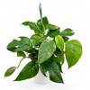 Epipremnum Pinnatum Albo Flame