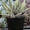 Crassula Mesembryanthemoides