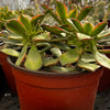 Aeonium Kiwi