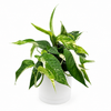 Epipremnum Pinnatum Albo Flame