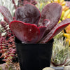 Echeveria Mahogany Rose