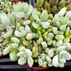 Cotyledon Pendens