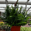 Indoor Hanging Fern Plant