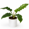 Philodendron Jungle Boogie