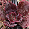 Echeveria Mahogany Rose