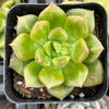 Echeveria 'Sprout n Green'