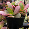 Crassula Platyphylla Pink Jade