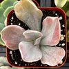 Echeveria Decora
