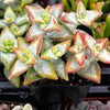 Crassula High Voltage