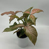 Syngonium Pink Perfection
