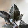 Alocasia Antoro Velvet