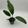 Anthurium Big Bill