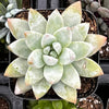 Echeveria Lilac Mist