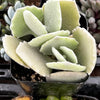 Kalanchoe Milottii