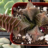 Crassula Pagoda Village
